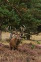 50 Hoge Veluwe, edelhert